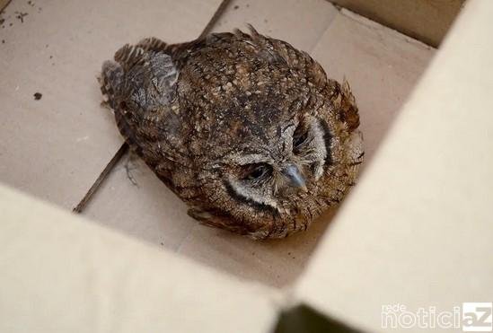 Animais tratados são soltos na Serra do Mursa