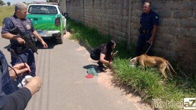 Cão é resgatado após sofrer maus tratos em Campo Limpo