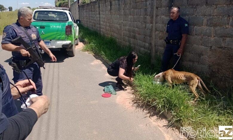 Cão é resgatado após sofrer maus tratos em Campo Limpo