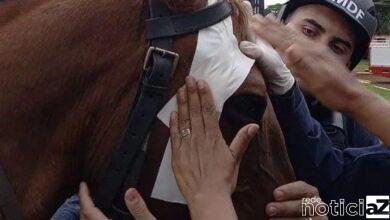 VÍDEO: Cavalo é agredido por terroristas bolsonaristas e vídeo causa comoção