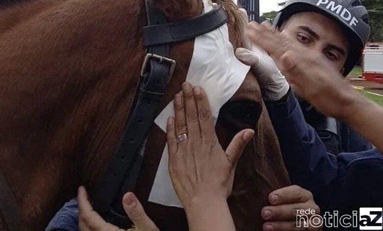 VÍDEO: Cavalo é agredido por terroristas bolsonaristas e vídeo causa comoção