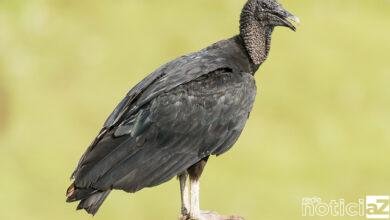 Bairros de Jundiaí ficam sem luz por causa de urubu