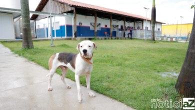 Nome do mascote canino da Casa de Passagem de Jundiaí é definido