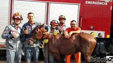Cavalo é resgatado por bombeiros em Campo Limpo Paulista
