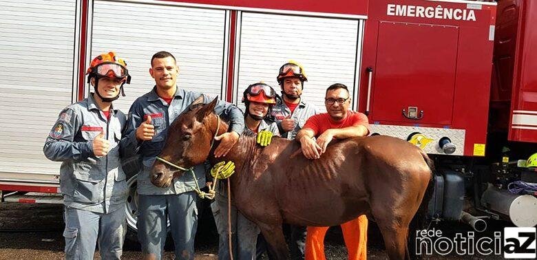 Cavalo é resgatado por bombeiros em Campo Limpo Paulista