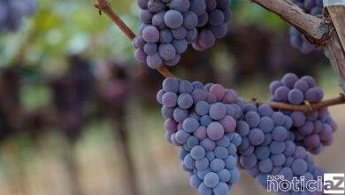 Governo Federal dá Indicação Geográfica à Uva Niágara de Jundiahy