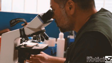 Medida de controle identifica aumento de ovos do Mosquito da Dengue