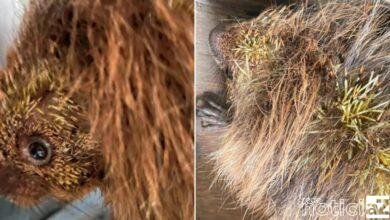 Ouriço é encontrado com lesão na cabeça em garagem de uma casa