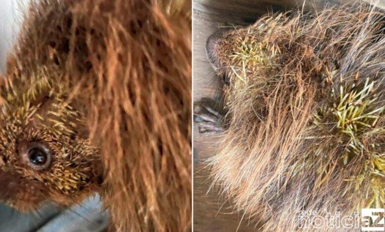 Ouriço é encontrado com lesão na cabeça em garagem de uma casa