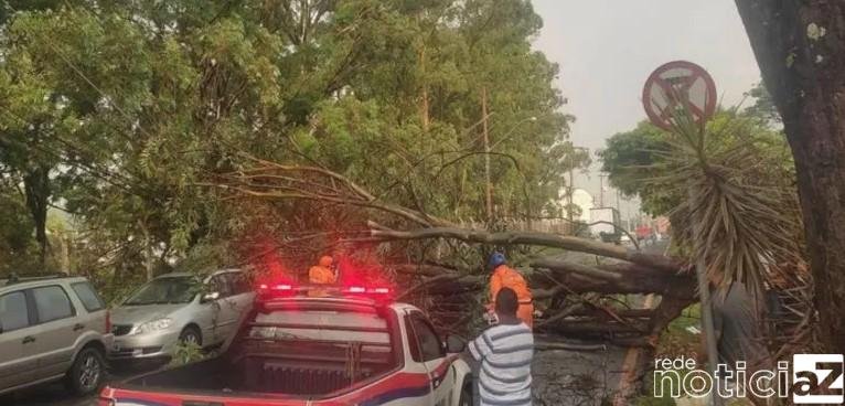 Árvore cai e bloqueia o trânsito em Vinhedo