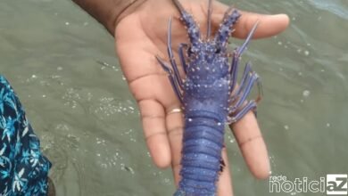 Espécie rara de lagosta azul é encontrada pela segunda vez no Brasil