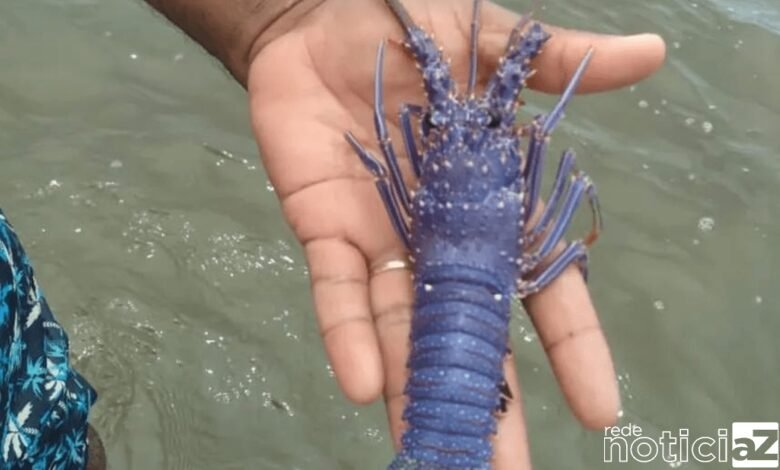 Espécie rara de lagosta azul é encontrada pela segunda vez no Brasil