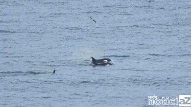 Família de orcas fazem rara aparição no Litoral de SP