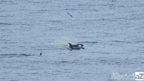 Família de orcas fazem rara aparição no Litoral de SP