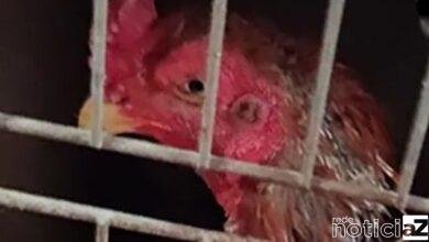 Guarda de Campo Limpo Paulista acaba com rinha de galos