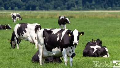 Ministério da Agricultura investiga suspeita de caso de vaca