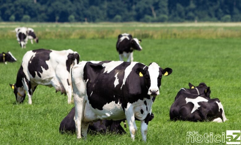 Ministério da Agricultura investiga suspeita de caso de vaca