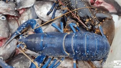 Pescador encontra rara lagosta azul