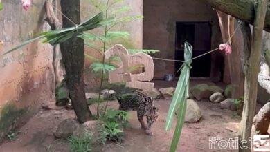 VÍDEO - Jaguatirica faz aniversário e ganha festa em Jundiaí