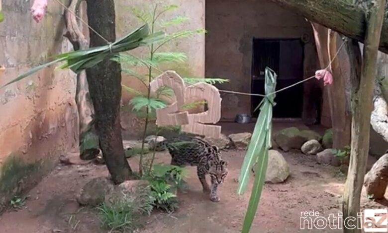 VÍDEO - Jaguatirica faz aniversário e ganha festa em Jundiaí