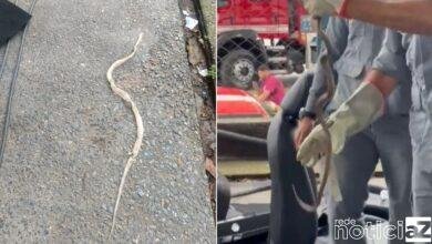 Cobra surpreende funcionários de lava-rápido de Campo Limpo Paulista