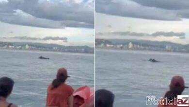 VÍDEO - Golfinhos aparecem para alunos de canoa havaiana