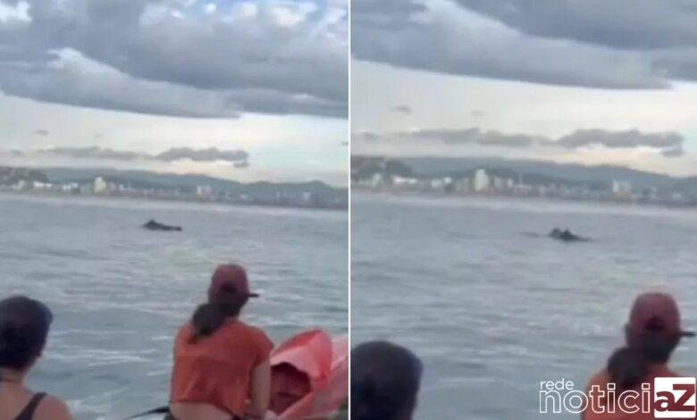 VÍDEO - Golfinhos aparecem para alunos de canoa havaiana