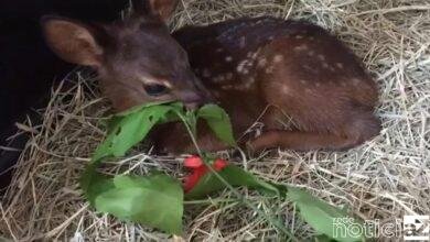 ONG resgata filhote de veado em Jundiaí