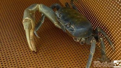 Caranguejo sem duas patas é resgatado de rua em Várzea Paulista