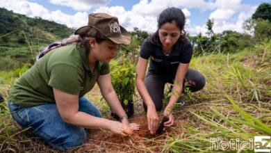 Dia Nacional da Conscientização sobre as Mudanças Climáticas: 5 motivos para fazer do reflorestamento a sua causa