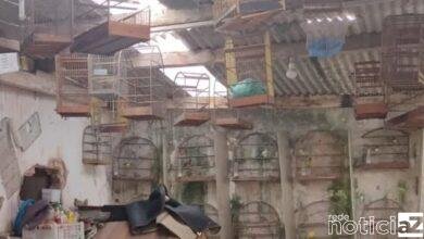 Mais de 60 pássaros em cativeiro são resgatados em Jundiaí