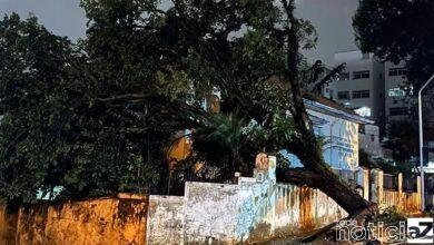 Instituto de Criminalística de Jundiaí tem atividades prejudicadas após queda de árvore