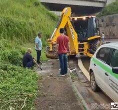 Filhotes de gatos são resgatados dentro de galeria em rodovia de Jarinu