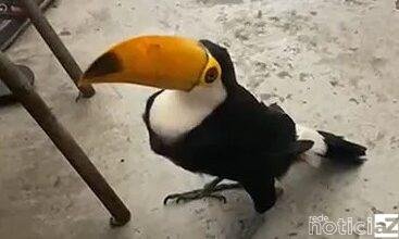 Tucano com asas cortadas é salvo pela Defesa Civil de Várzea Paulista