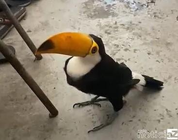 Tucano com asas cortadas é salvo pela Defesa Civil de Várzea Paulista