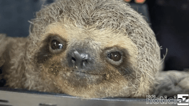 VÍDEO – Homens são presos com bicho-preguiça na mochila