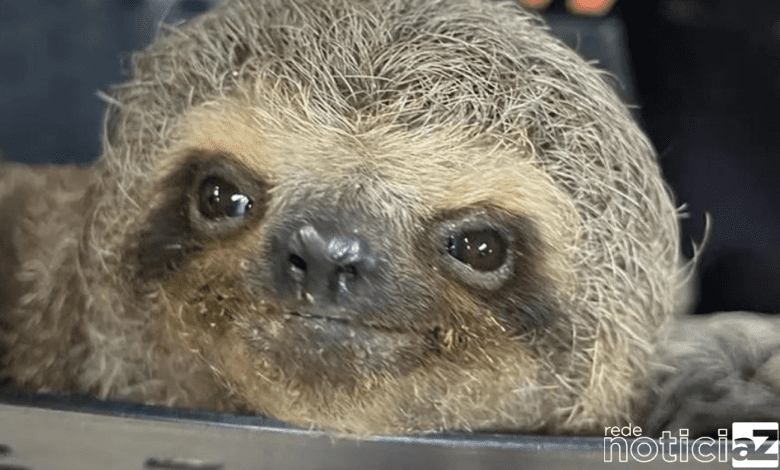 VÍDEO – Homens são presos com bicho-preguiça na mochila