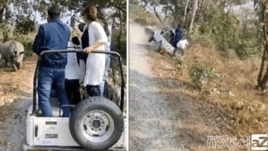 VÍDEO - Rinoceronte persegue turistas durante safári