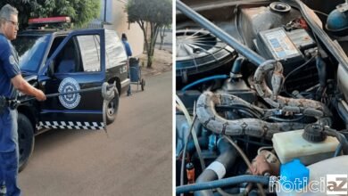Jiboia é encontrada dentro de motor de carro no interior de SP
