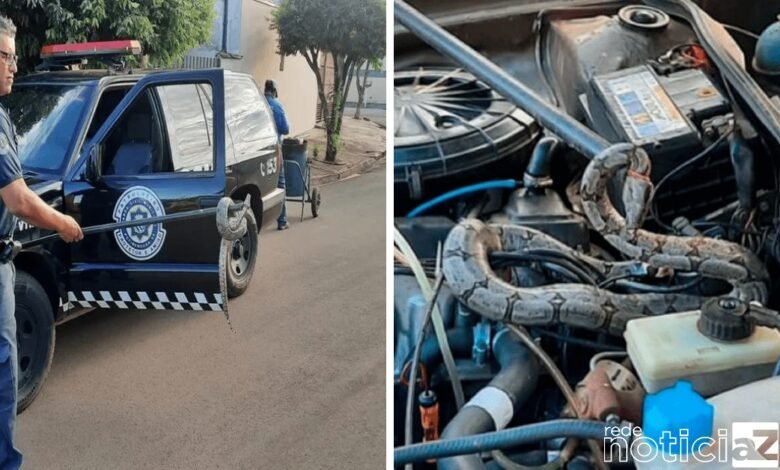 Jiboia é encontrada dentro de motor de carro no interior de SP