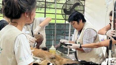 Lobos-guará são resgatados por ONG de Jundiaí após atropelamento em rodovias