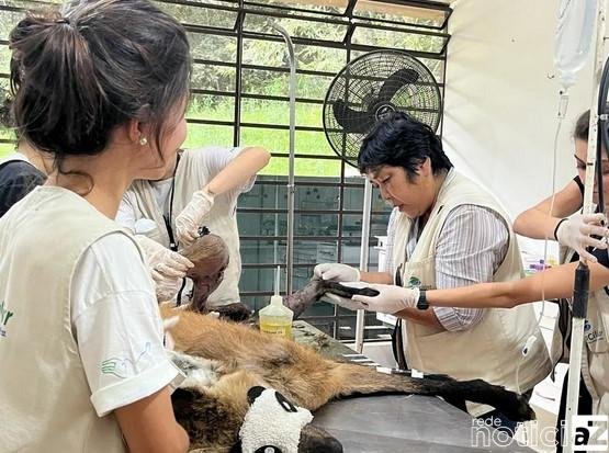 Lobos-guará são resgatados por ONG de Jundiaí após atropelamento em rodovias