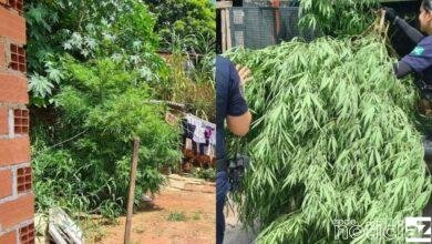 Homem é preso por cultivar pé de maconha no quintal de casa
