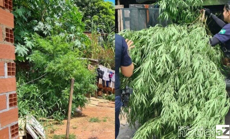 Homem é preso por cultivar pé de maconha no quintal de casa