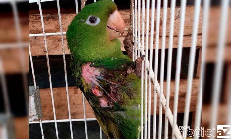 Maritaca é resgatada com fratura na pena em Jundiaí