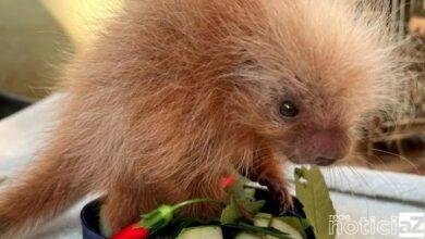 Filhote de ouriço-cacheiro é resgatado em área rural de Itatiba