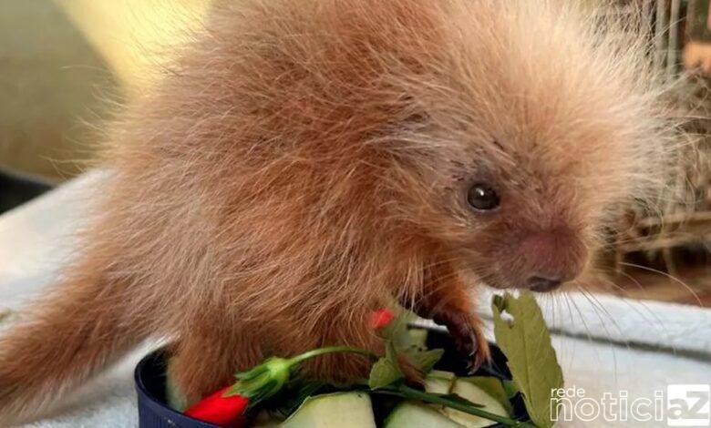 Filhote de ouriço-cacheiro é resgatado em área rural de Itatiba