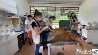 Lobos-guarás são atropelados em Jundiaí e atendidos por ONG