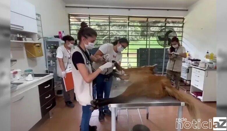 Lobos-guarás são atropelados em Jundiaí e atendidos por ONG