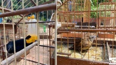Aves mantidas dentro de cativeiro em Várzea Paulista são resgatadas